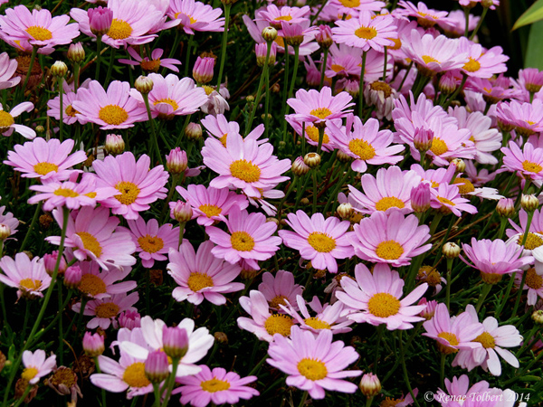 Breast Cancer Awareness In Northern California